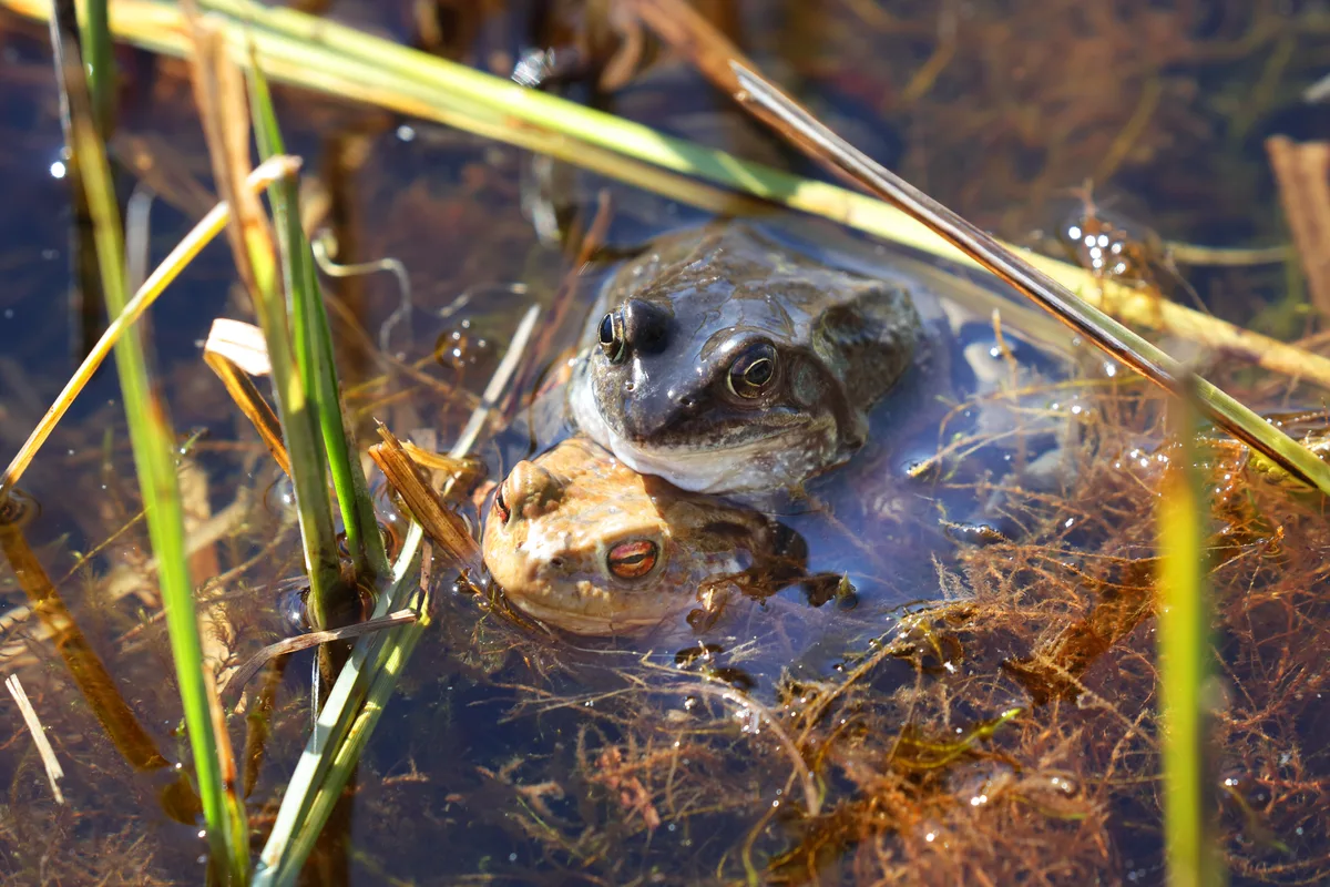 Bufo bufo, Erdkröte, Common Toad, Crapaud commun
